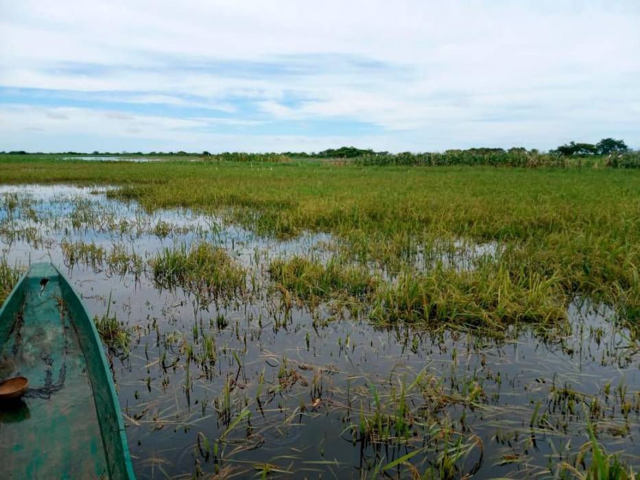 La afectaciones arrasaron cultivos de arroz y zonas ganaderas. Foto cortesía.